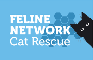 Feline Network cat rescue Devon